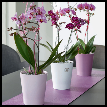 Sk indoors merina/orchid