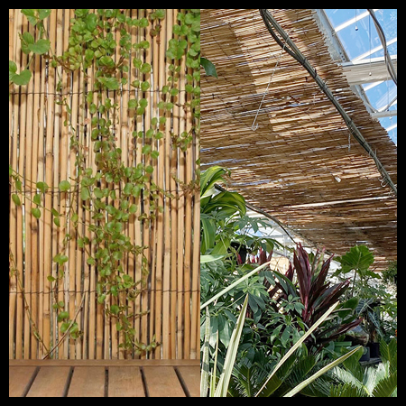 Clôtures de bambou