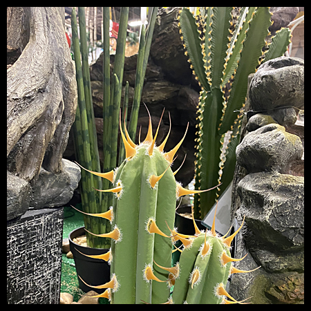 Succulents & cactus